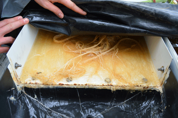 Aquaponik Anlagen mit ihrer Aquaponics Technik müssen geplant, ihre Konzepte durchdacht werden.